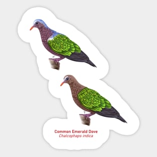 Asian Emerald Dove | Chalcophaps indica ⚥ Sticker